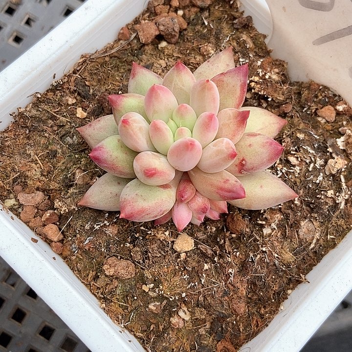 高****迪多肉植物1072多肉