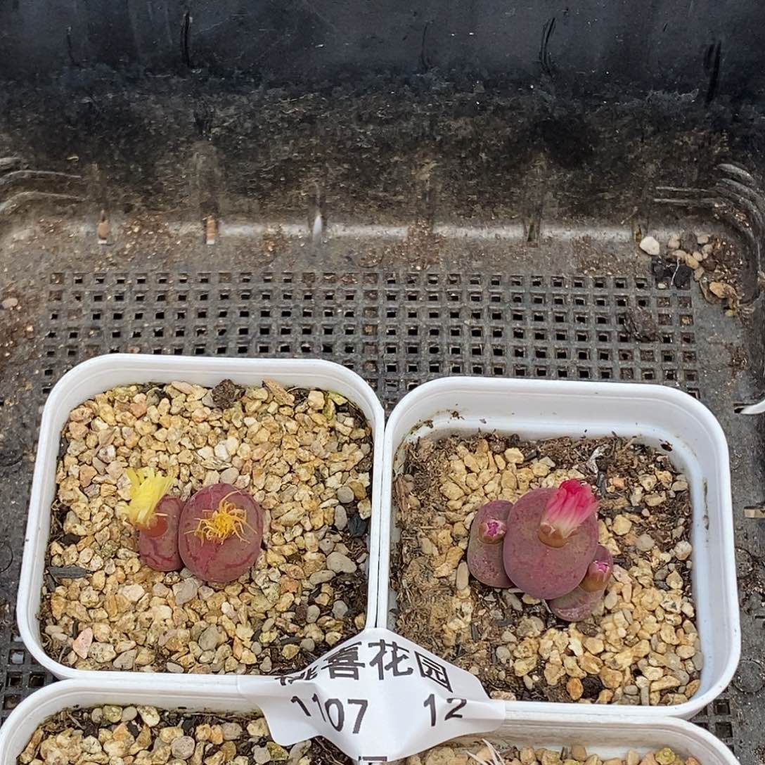 我****菜109-12-组合福利。   