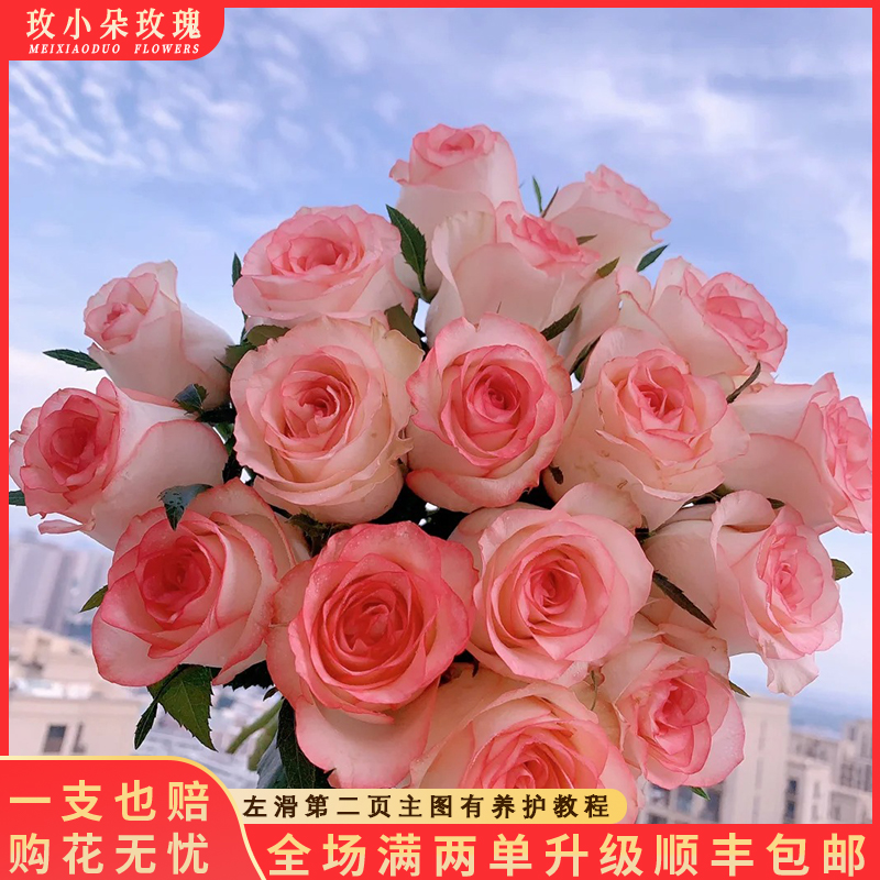 【艾莎10&月光漫步10】花期持久