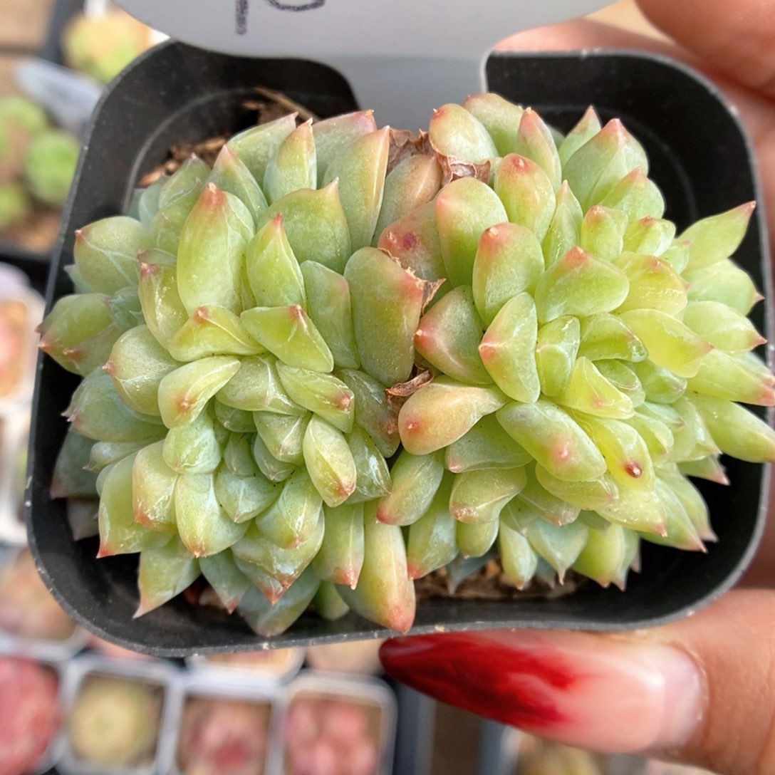 冰魄缀化可拍9880号