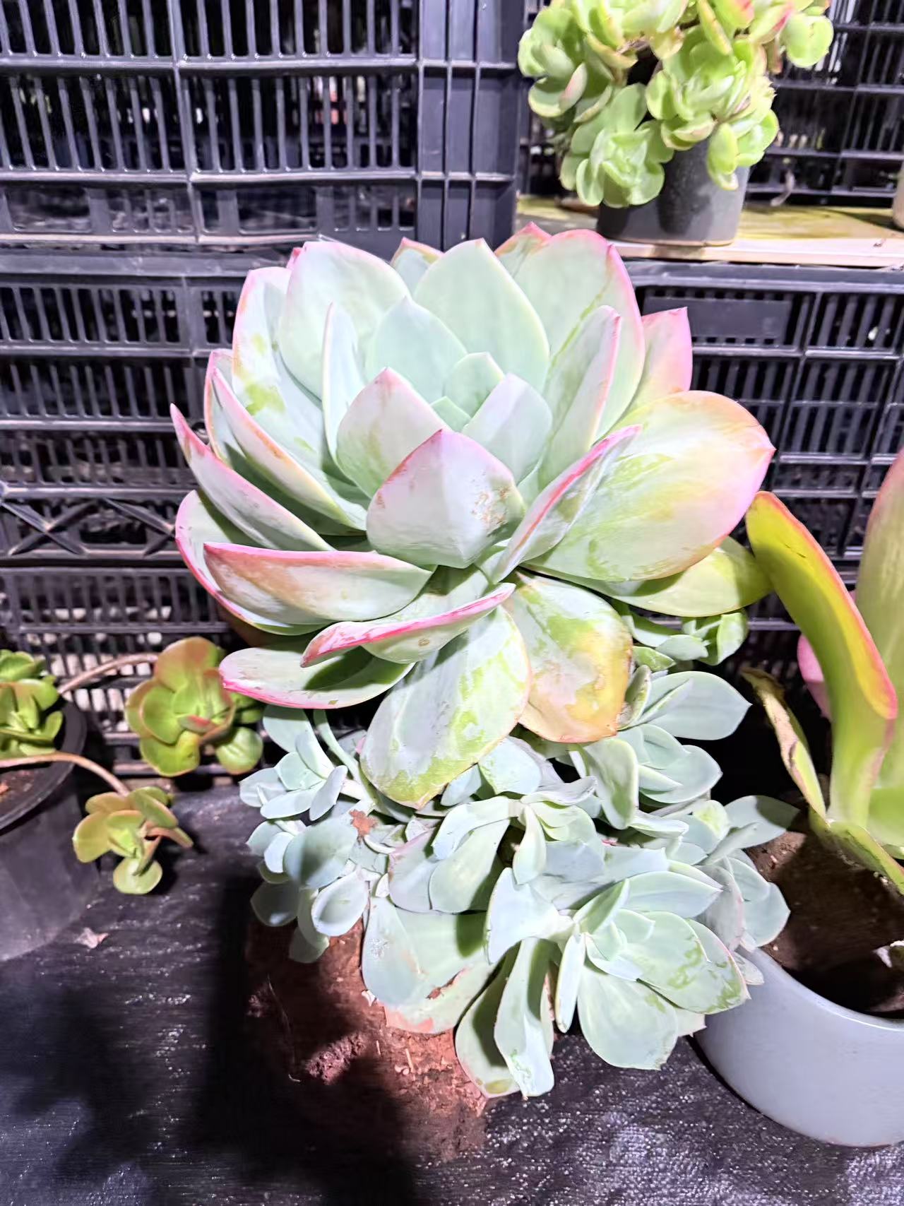 精品多肉   血凤