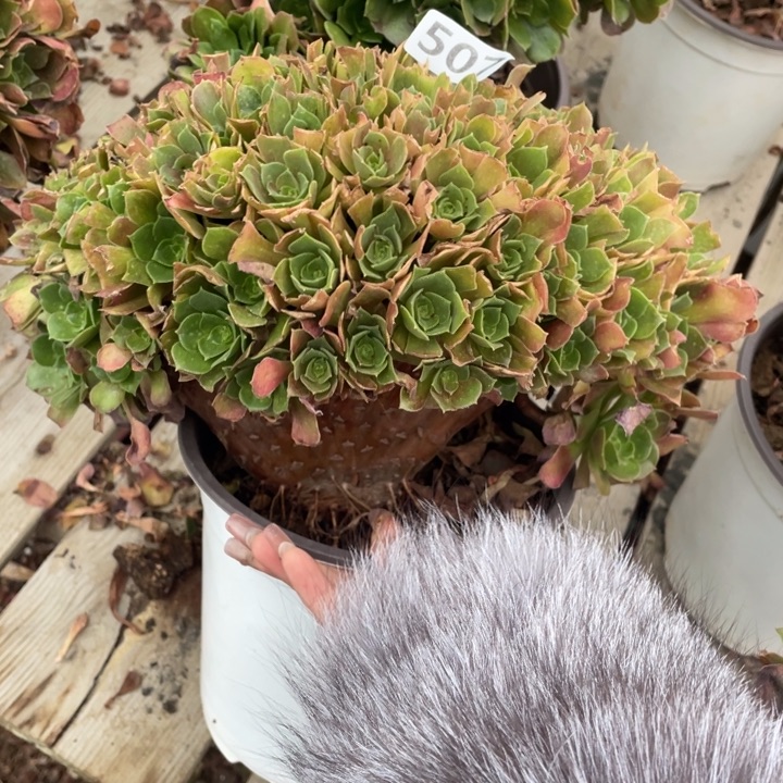 多肉植物等植物资源丰富的自然环境