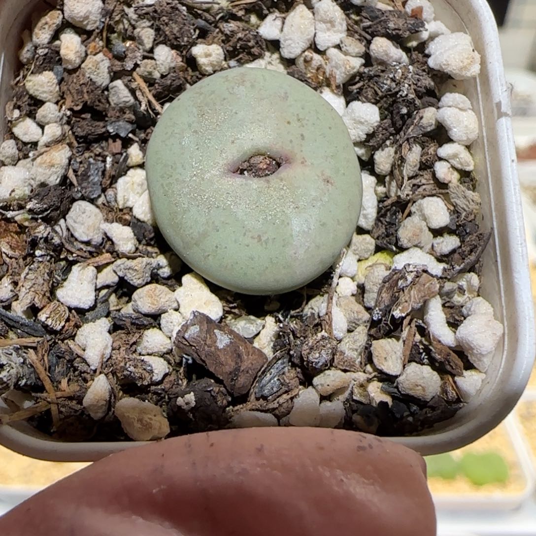 肉锥多肉植物百科-杂交红嘴1419