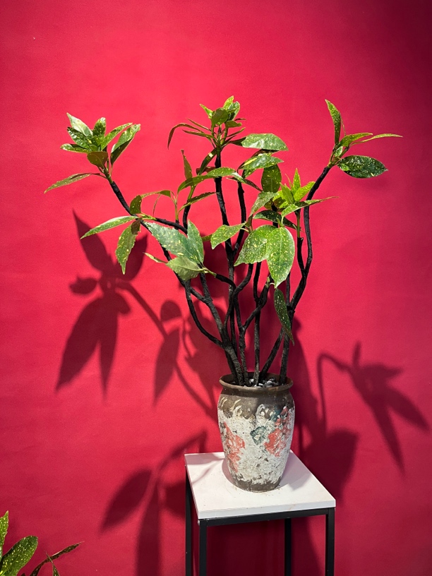 造型撒金珊瑚室内办公室桌面造型盆景观叶花卉绿植