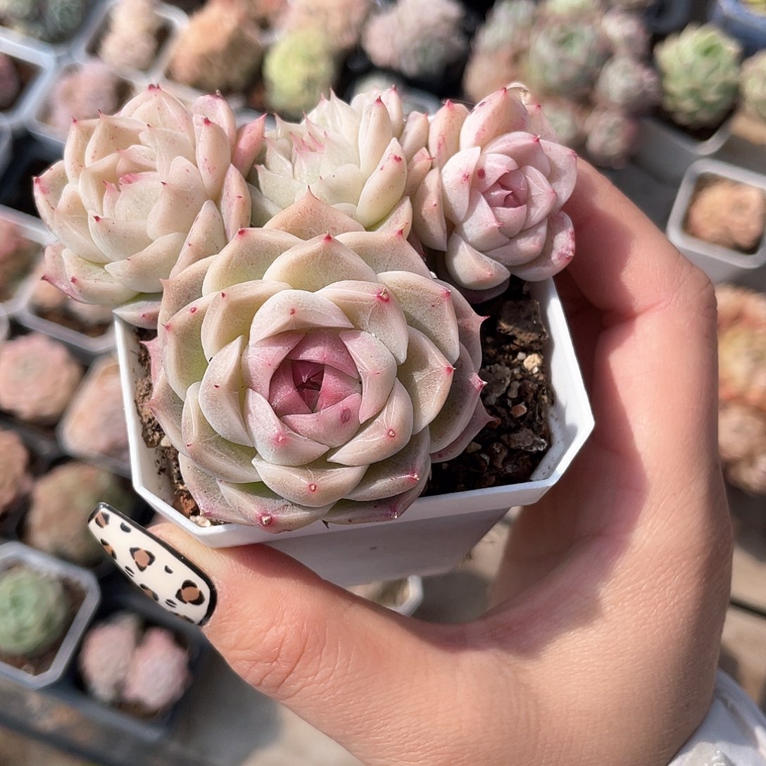 优选女王精品586