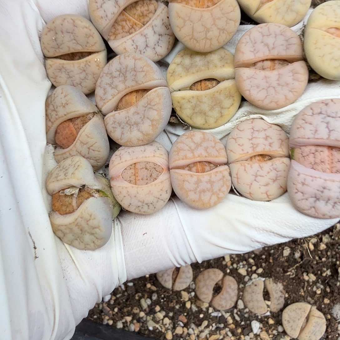 好喜欢看肖蘸在这021哈哈