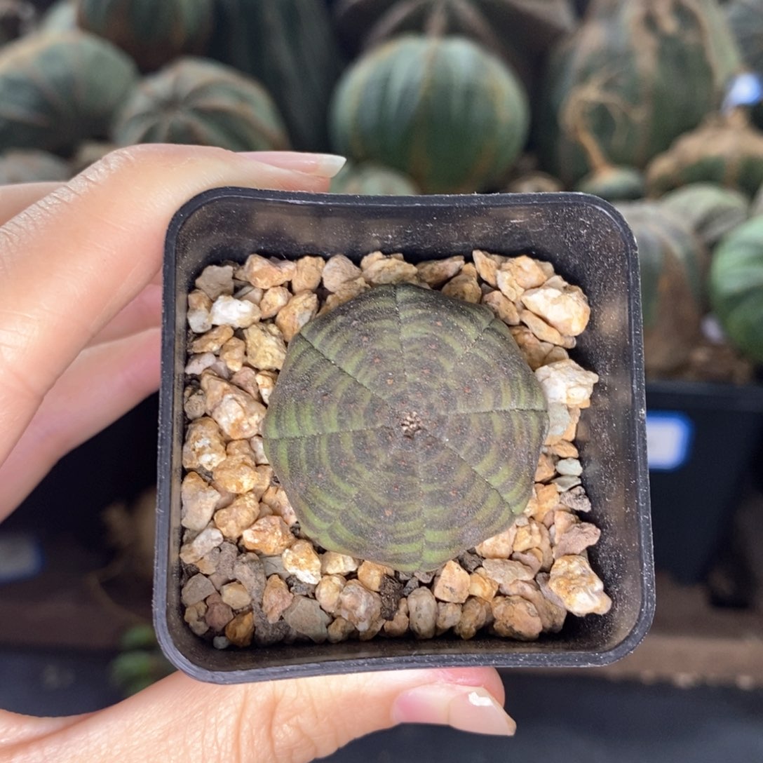 6布纹球精品一物一拍