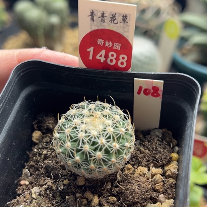 实生北境娇丽一棵仙人球