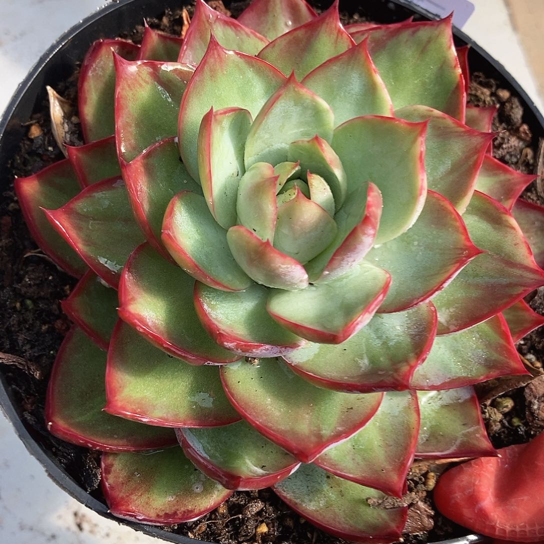 155 号一物一拍不退不换