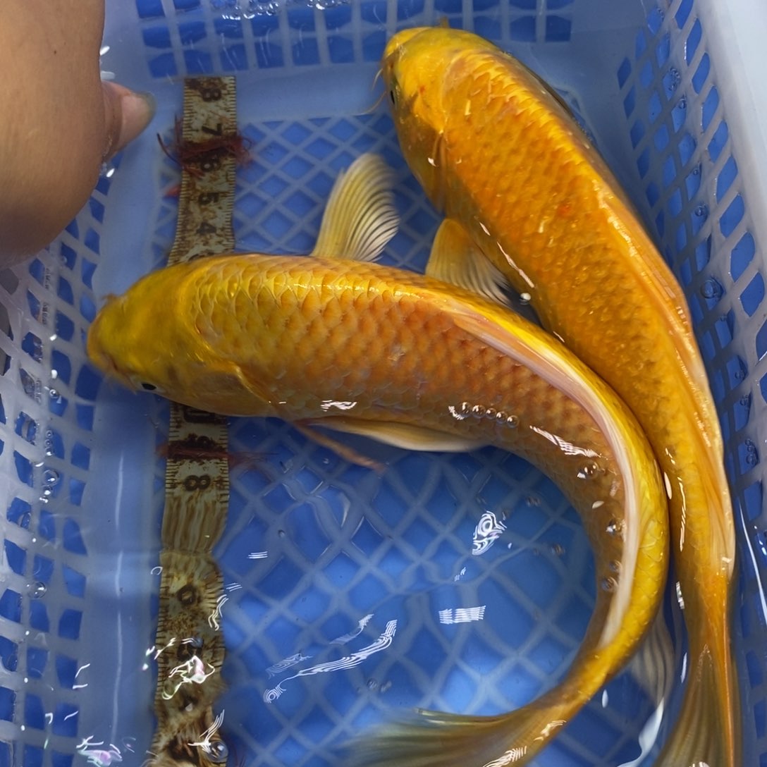 锦鲤冷水锦鲤包邮