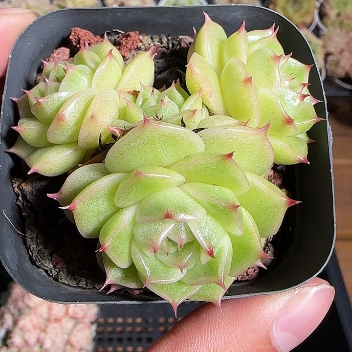 1118-------143麦秆