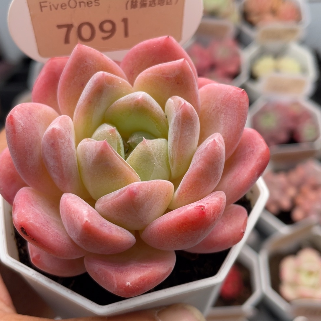 橙橙7091-6.5厘米