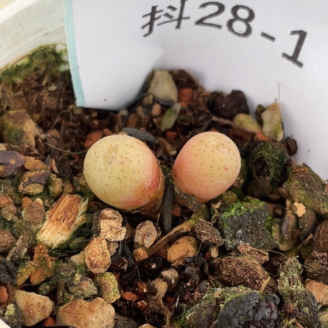 28-1肉锥多肉植物