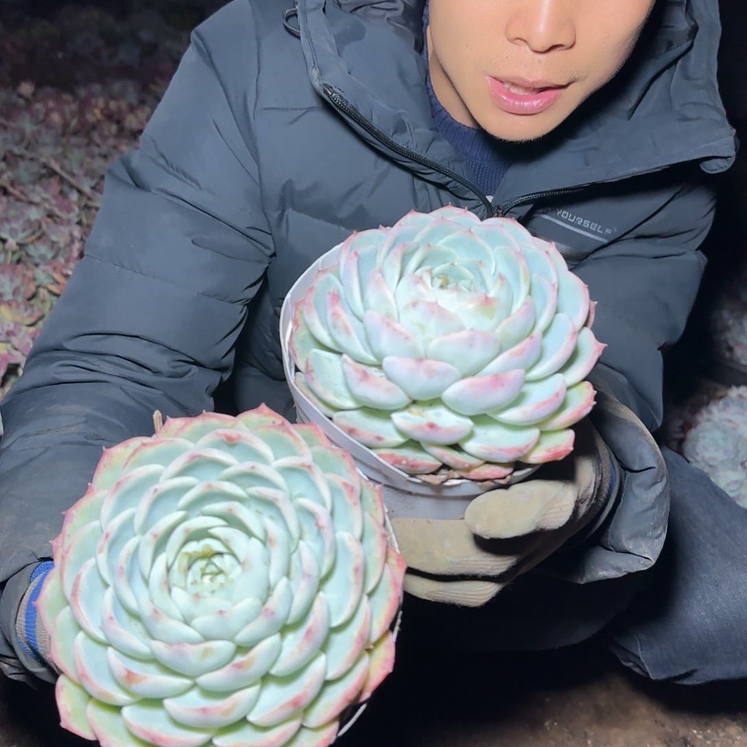 盆栽韩版水晶玫瑰多肉2颗