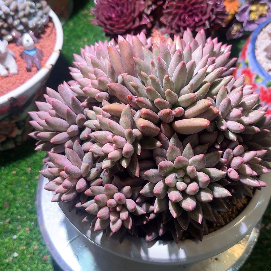 多肉植物一物一拍