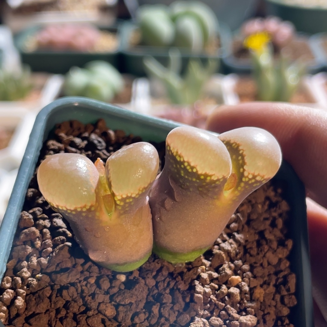 双头大宽窗风铃植物一物一拍