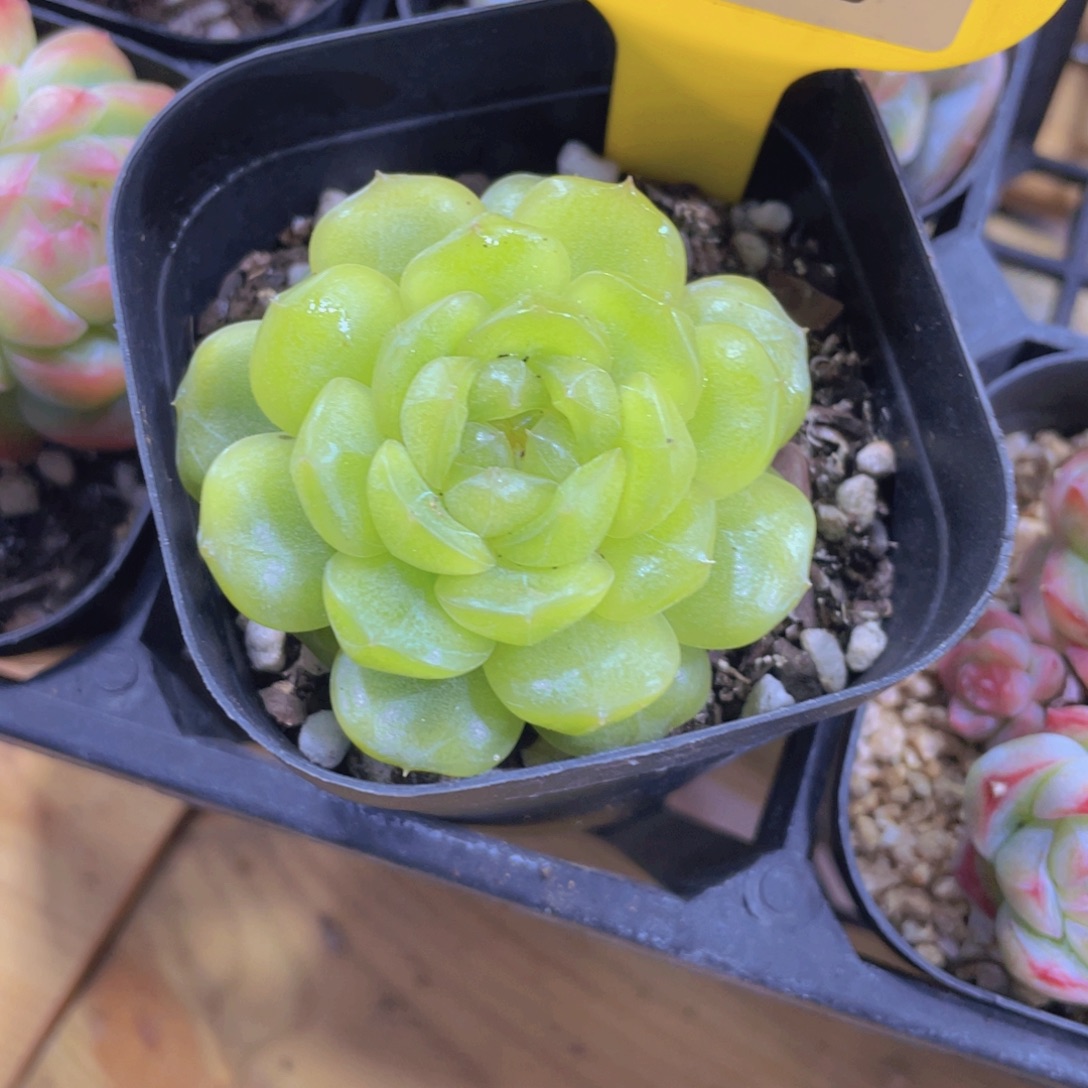 1262号 绿透珍妮新品