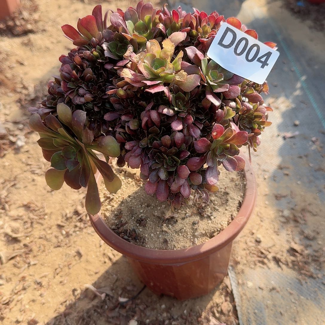 004玫瑰一颗呀呀满28包邮