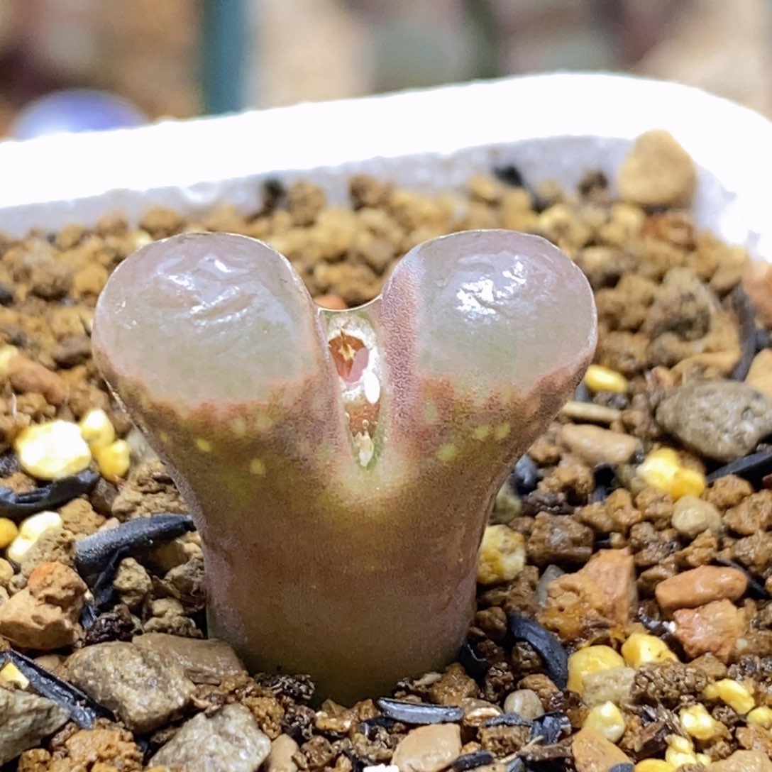 好看好看的帕法德红风铃