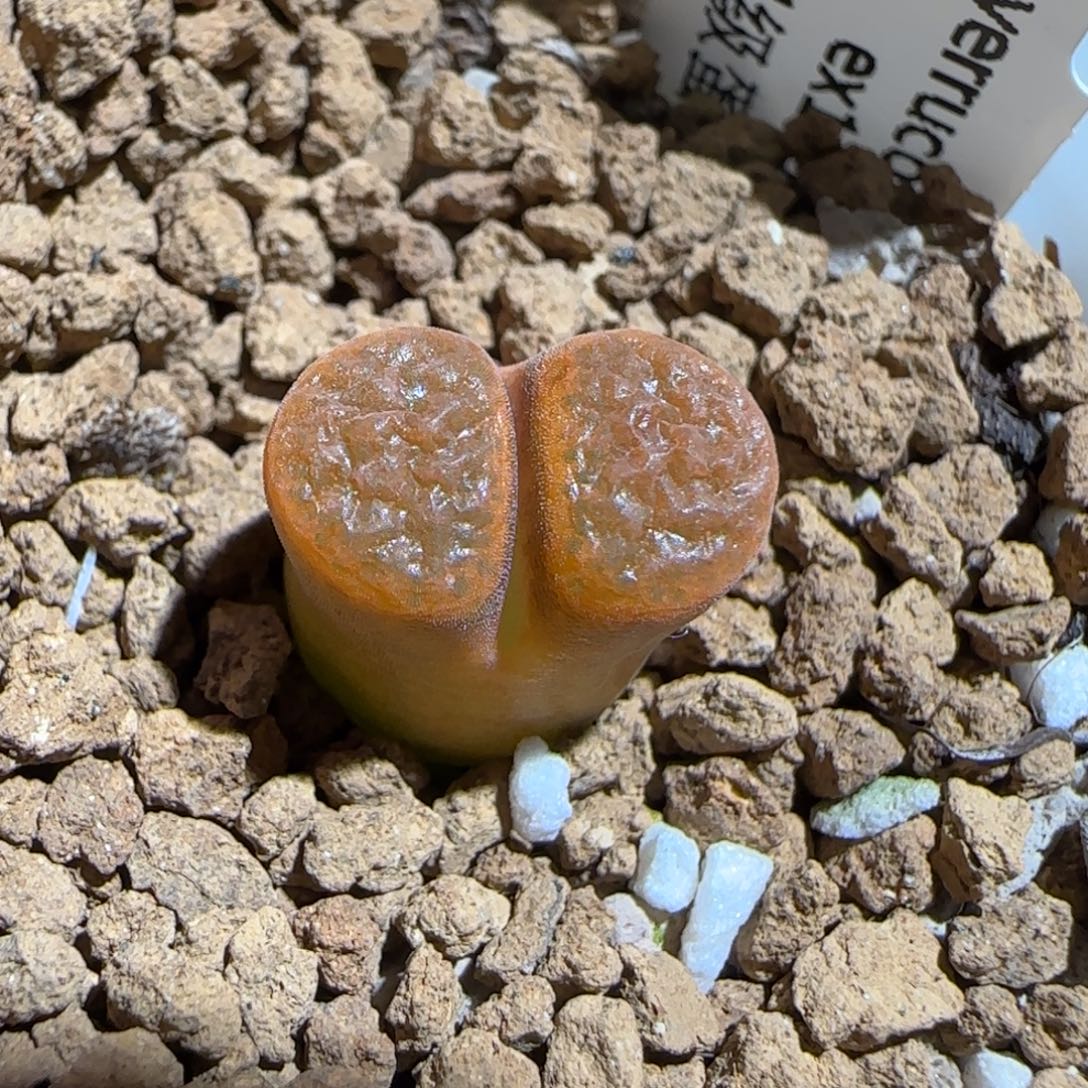 肉锥多肉植物组合-超级蛋糕1022