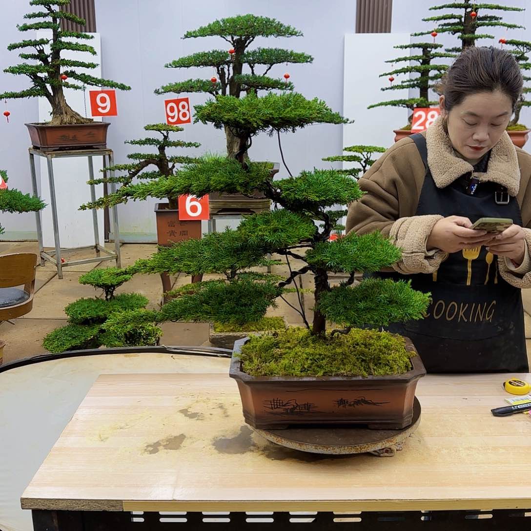 盆景直播间一物一拍