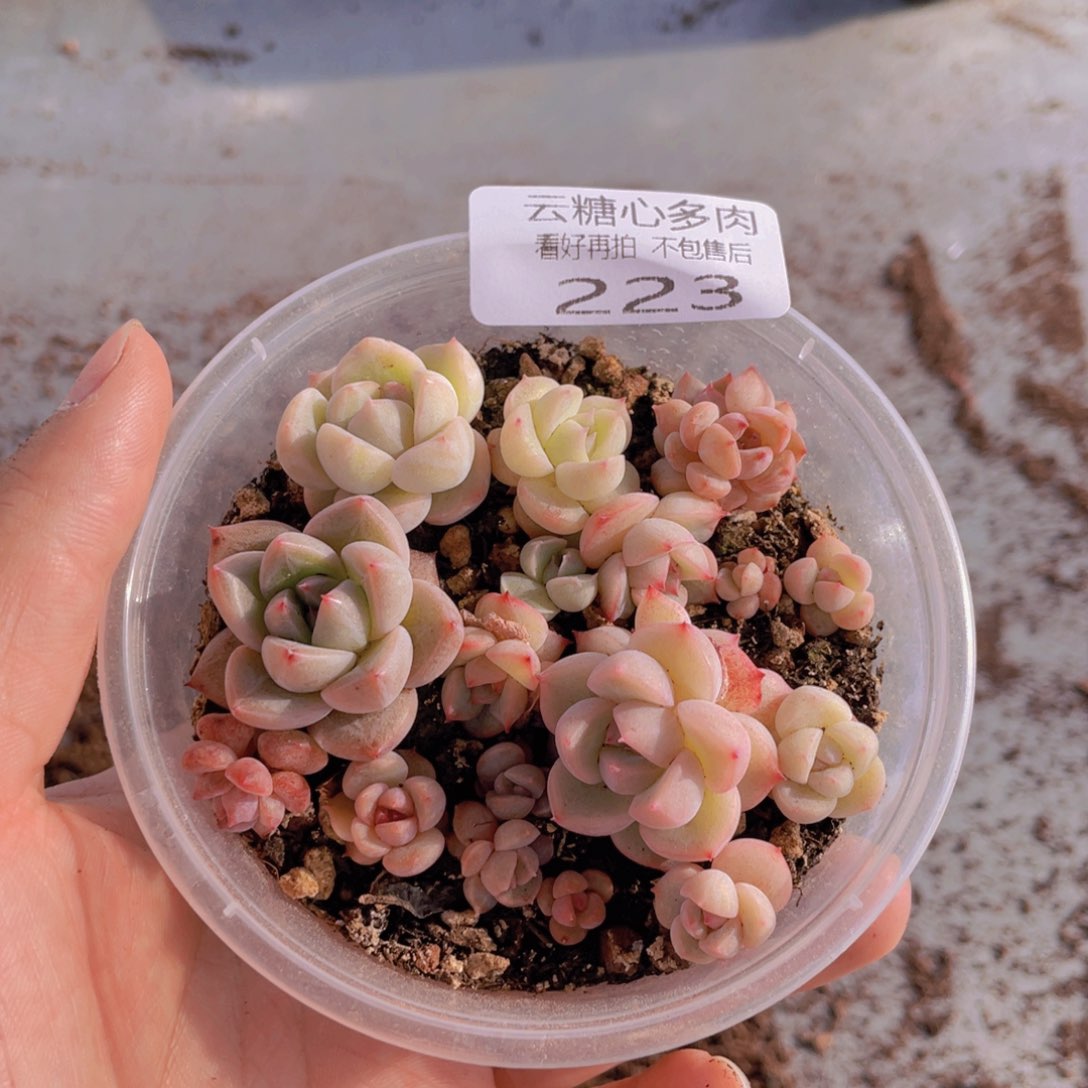 云糖心多肉植物223