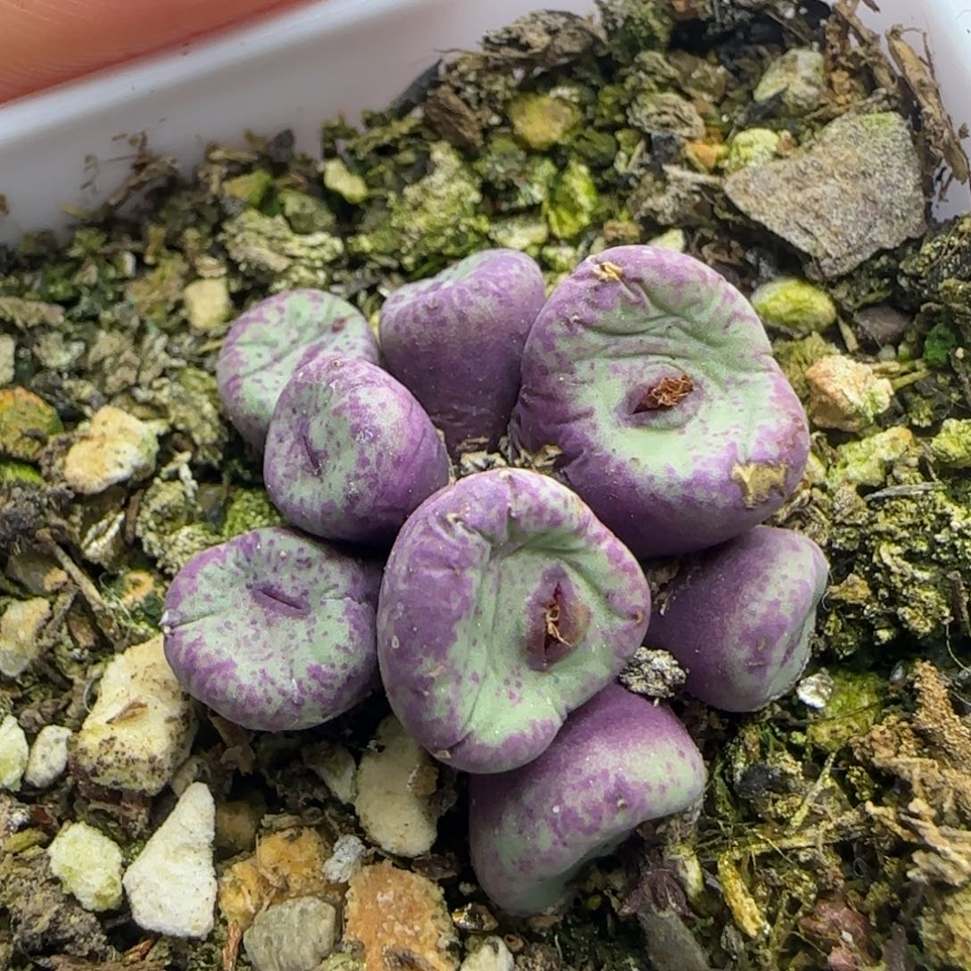 仔***仔专拍漂亮多肉植物239