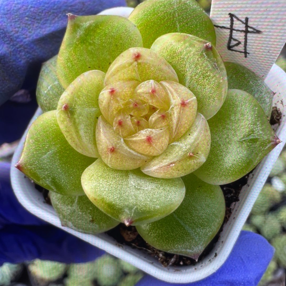 甘露寺20粒，口碑必拍款