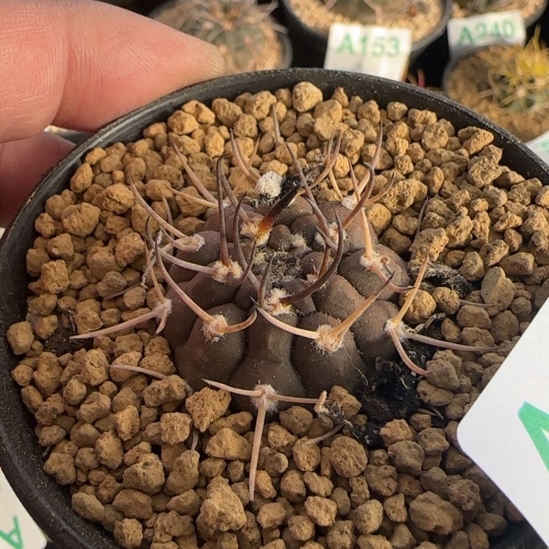 武勋 实生仙人球474