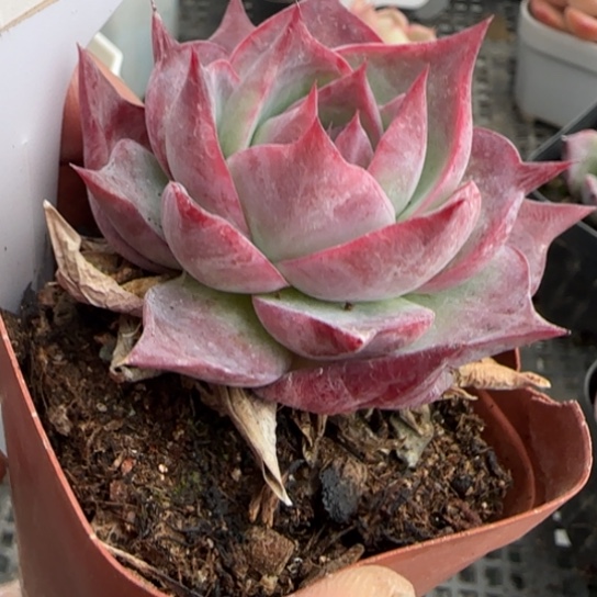 261惊鸿一物一拍多肉