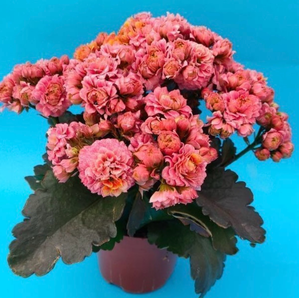 新款超大花【沉鱼落雁】110盆长寿花