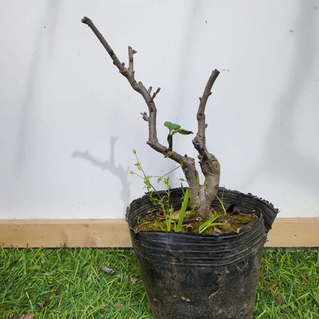 七***許无花朵海棠的硅胶恐龙