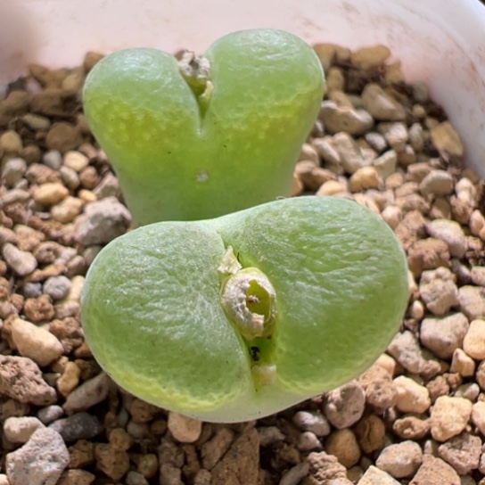 编号混合风铃一颗789。