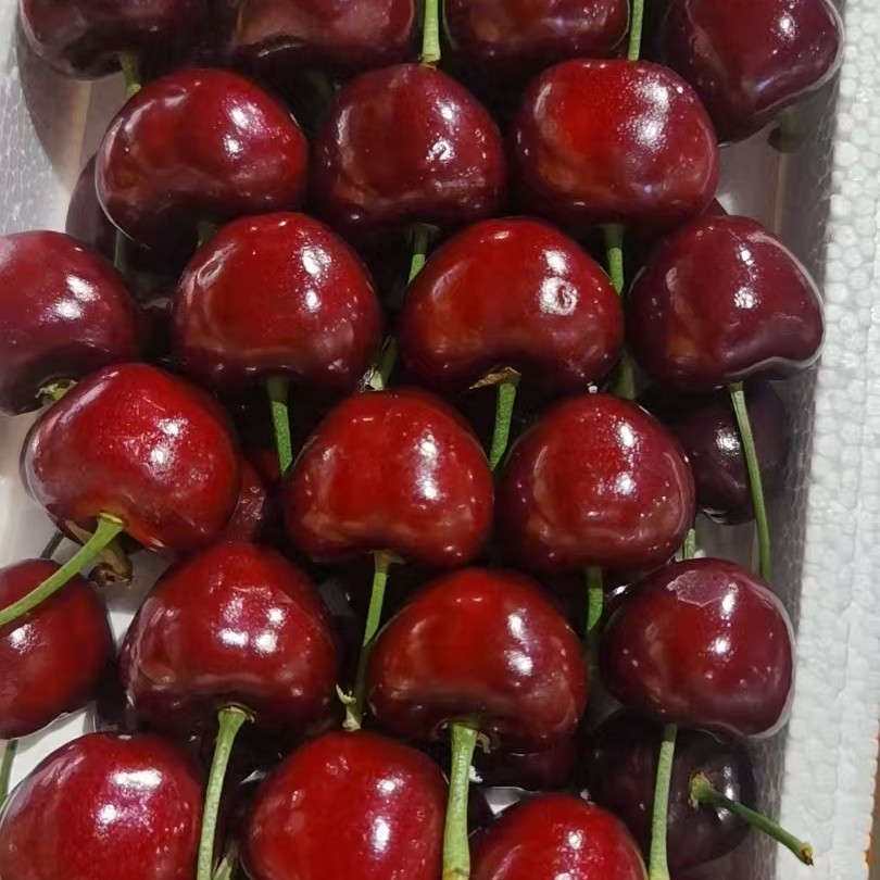 大连美早大樱桃一件2J左右大小约800克左右（整件水果个别有坏粒，无售后，，介意勿拍）齐早