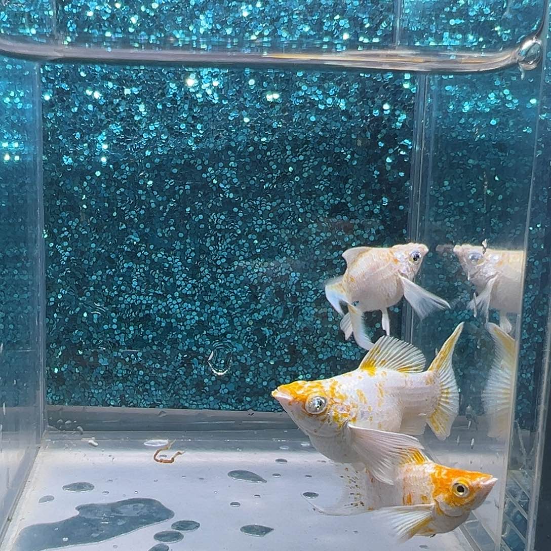 孔雀鱼樱花玛丽两母一公0028