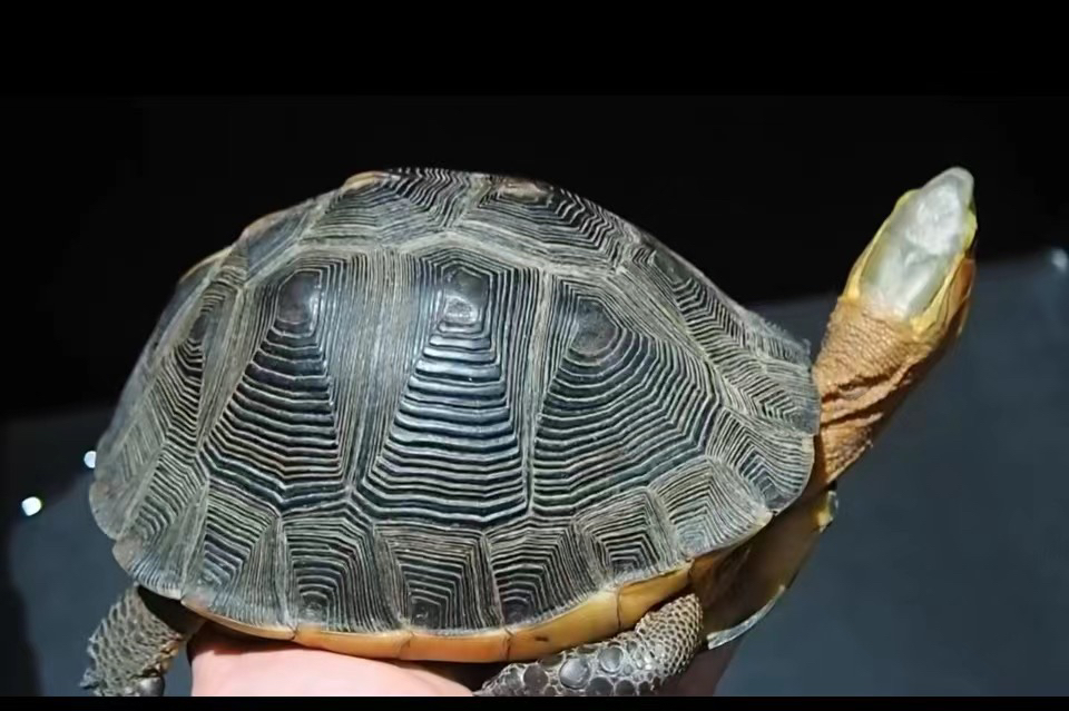 人工繁殖 稳产安缘龟 大陆缘龟 宠物龟活体半水龟 直播专用链接