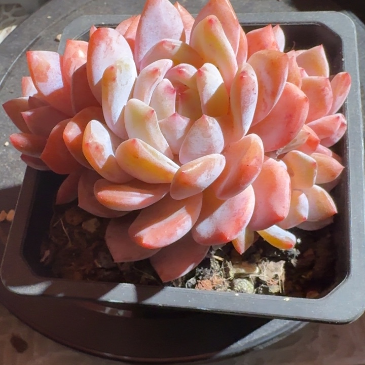 星影多肉（38包邮偏远地区128包邮