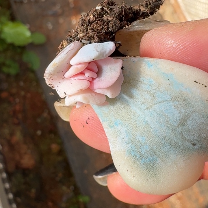 覆轮芭蕾舞者叶片一物一拍