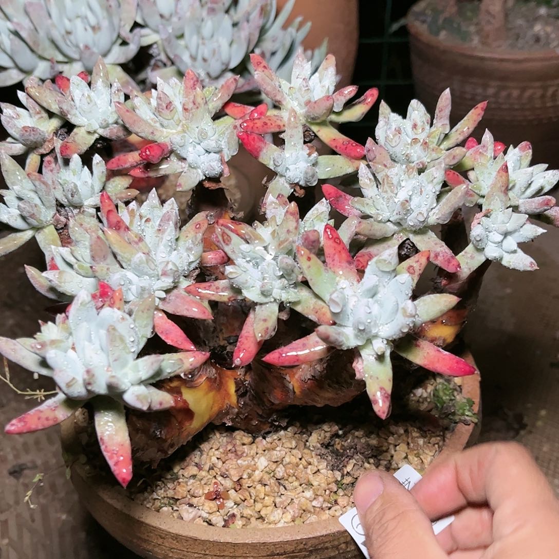 9195文森特仙女杯多肉