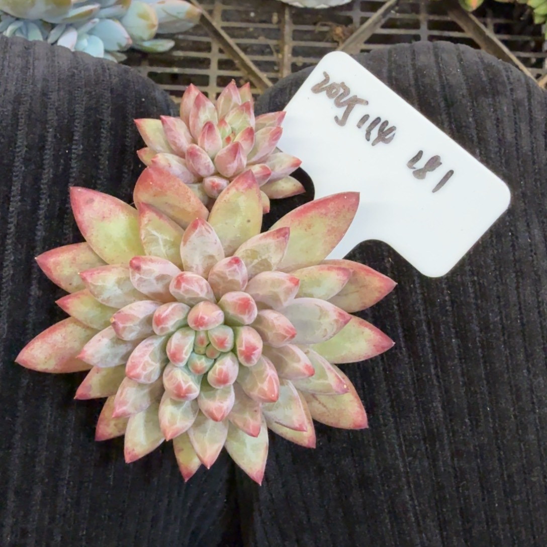 一物一拍虞美人181