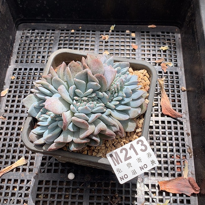 橙子缀化 一物一拍 玻璃心勿扰 