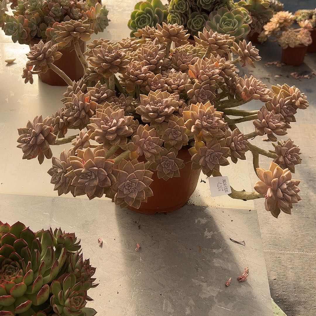 陌***璐4207阿伦培多肉植物多肉