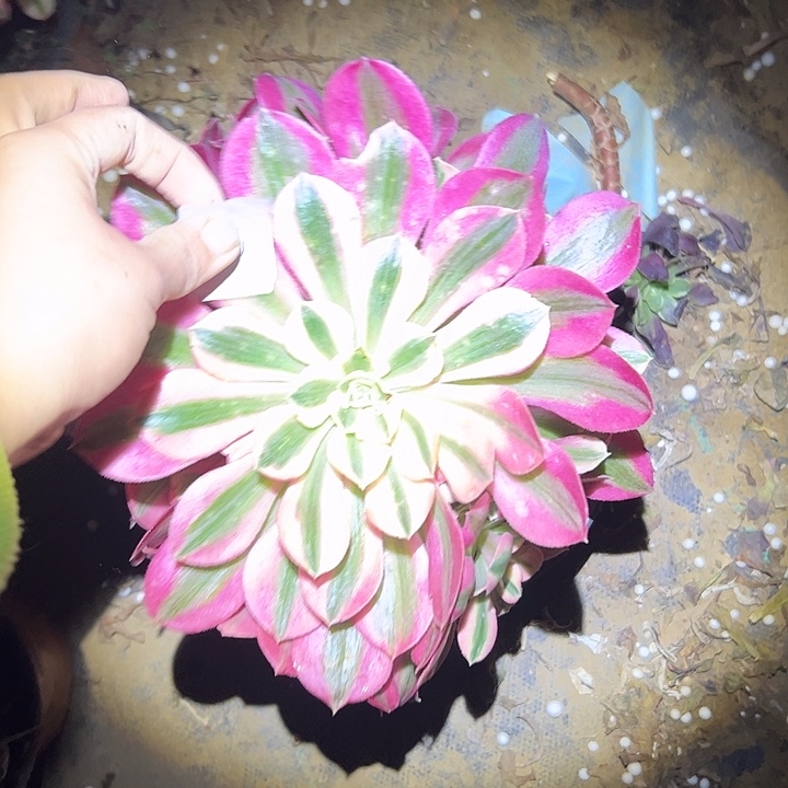 金*雀多肉法师植物链接107