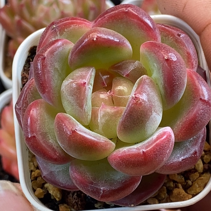 天官赐福百无禁忌