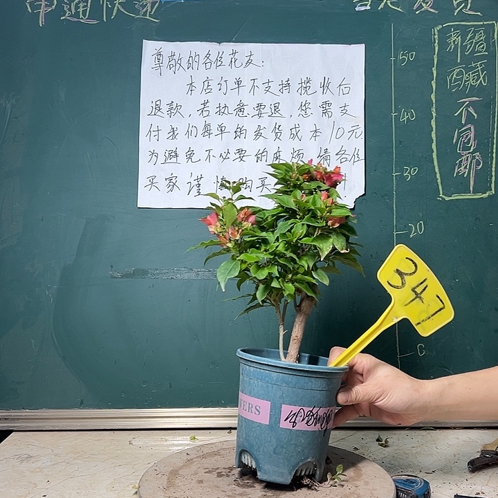 完全开放  红狐狸 粗杆 347