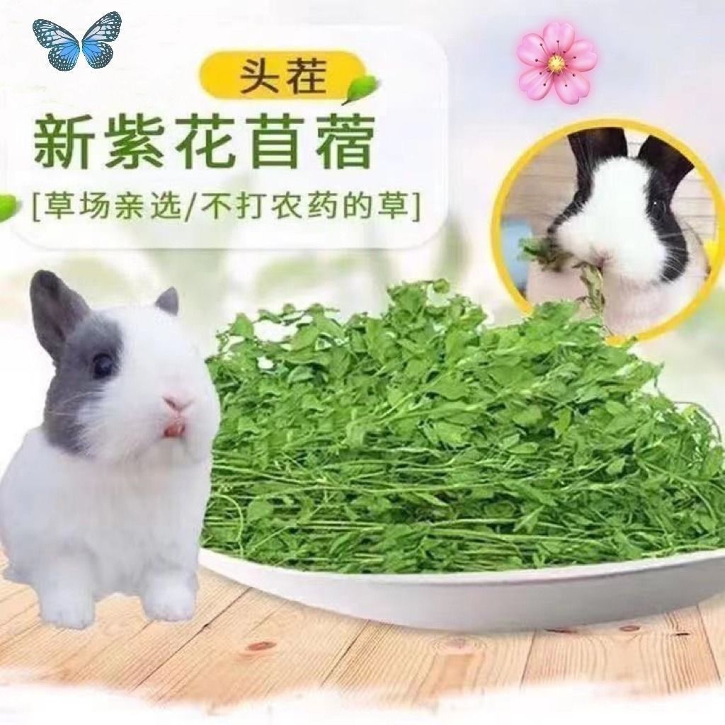 紫花苜蓿草幼兔龙猫猪干草营养高含粗纤维