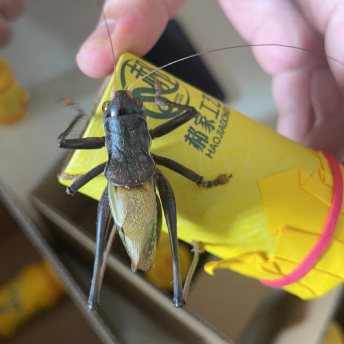 郝建伟精品大蝈蝈