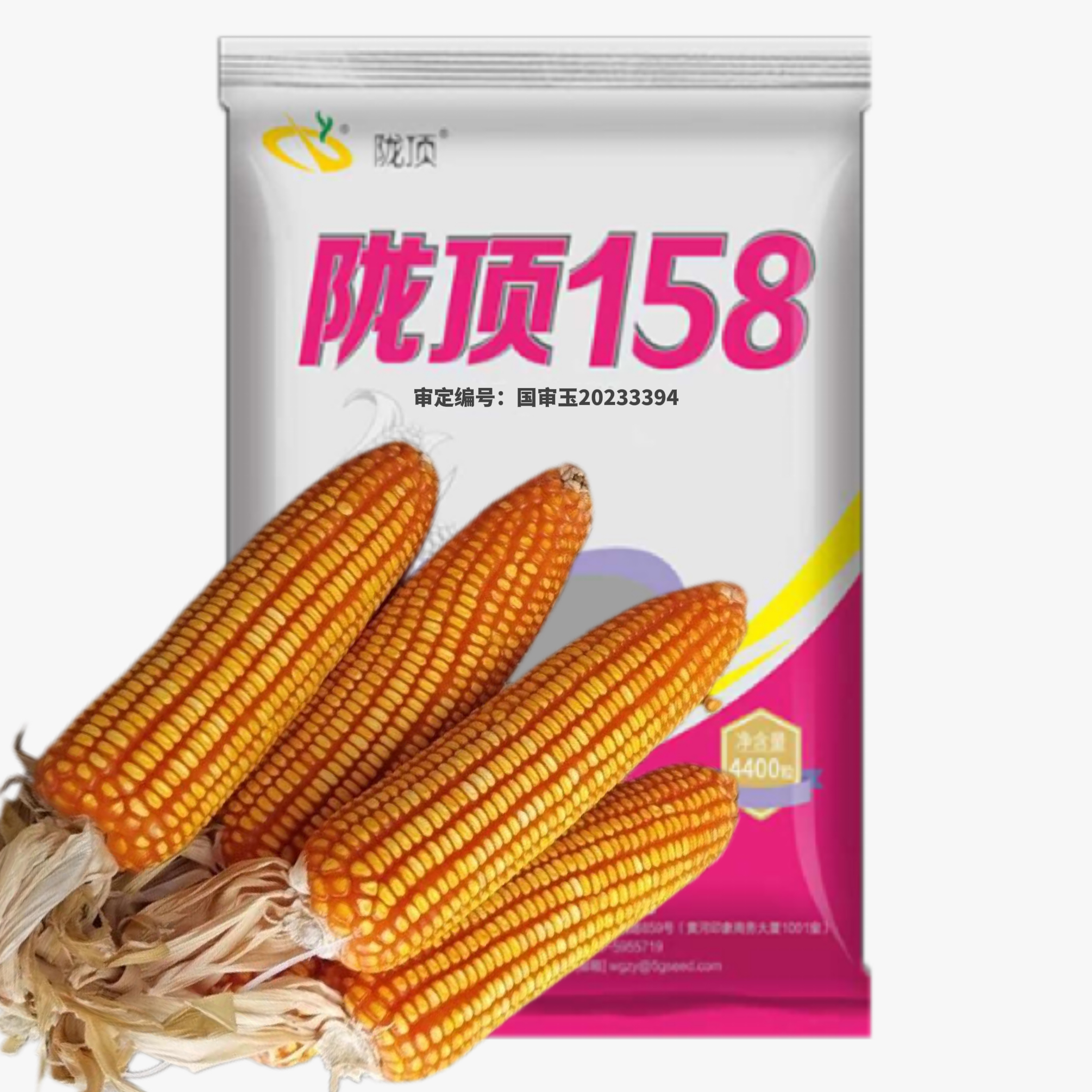 陇顶158 [4400粒] 黄金角质粮 防穗腐 紫杆紫叶紫根玉米种子
