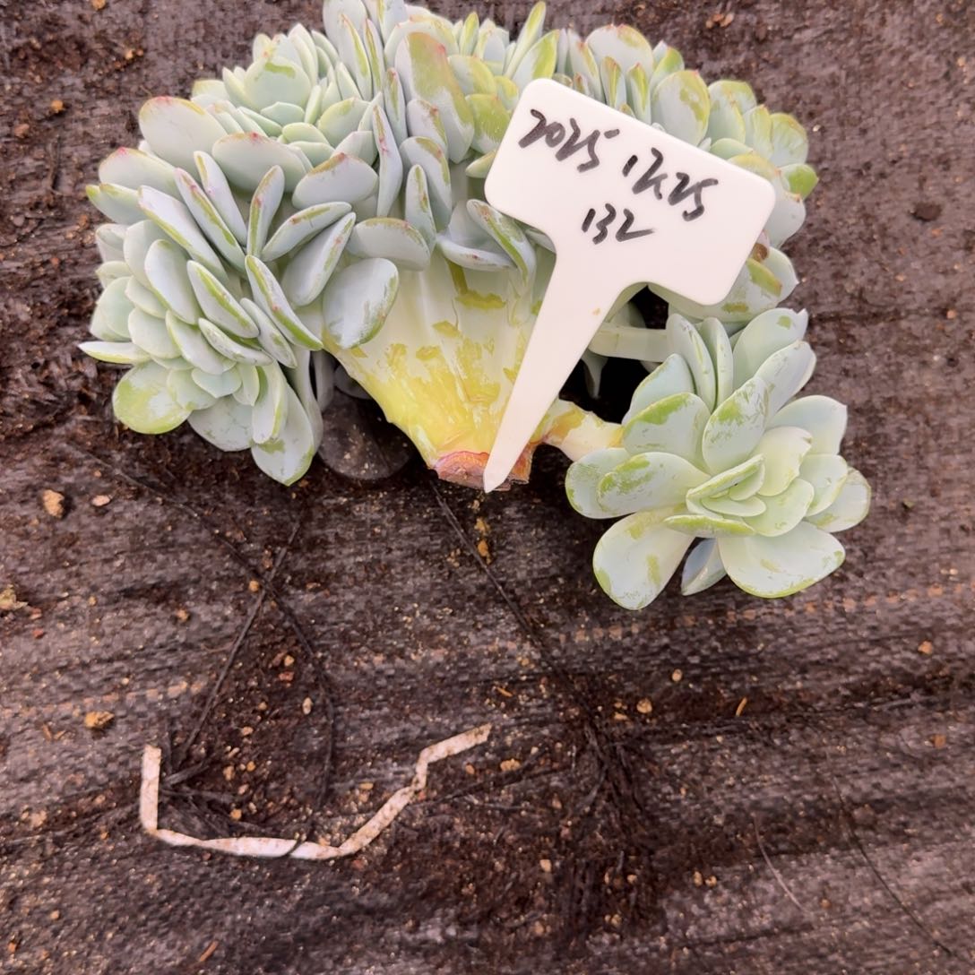 ****1一物一拍奶茶缀132