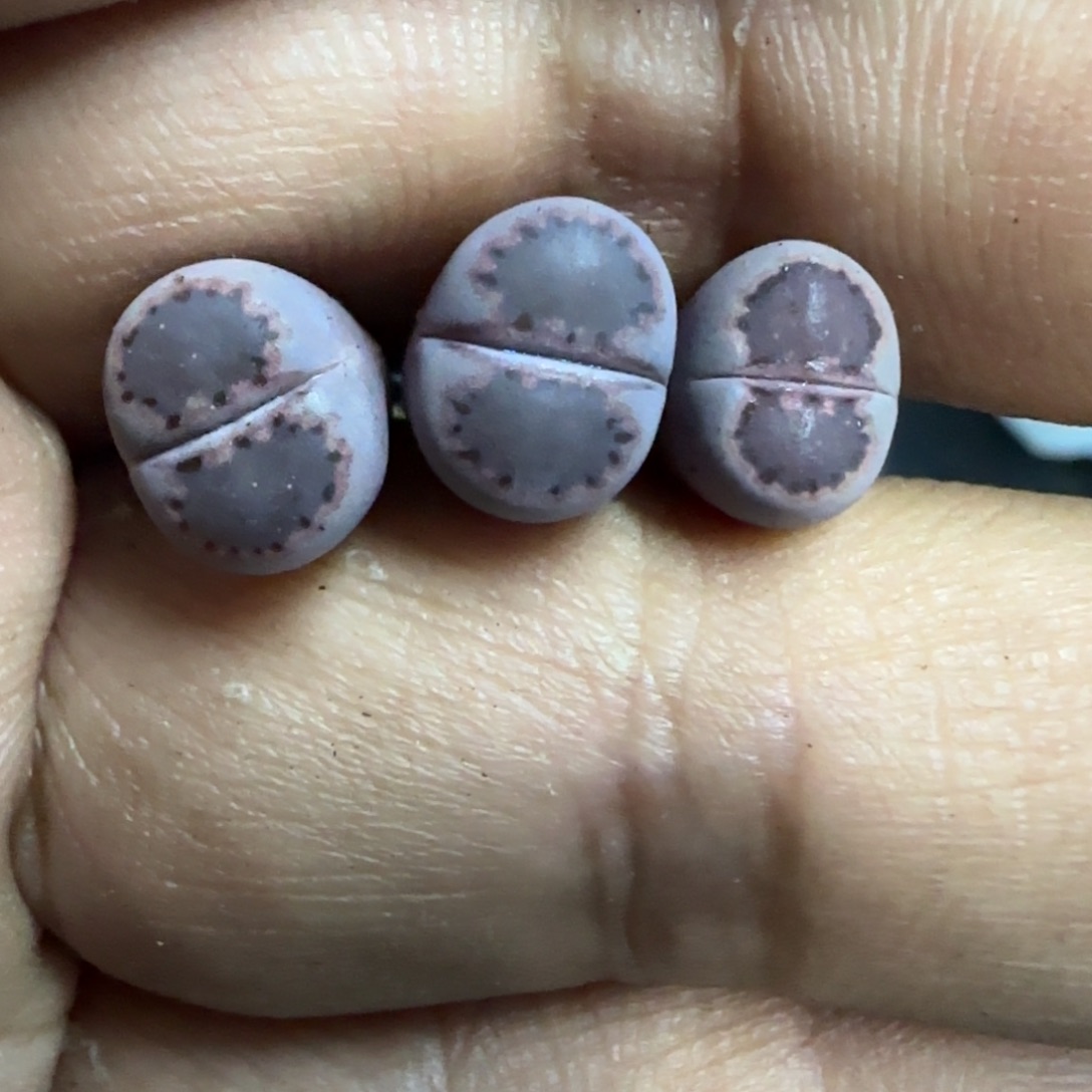 每****每天都想吃饭生石花